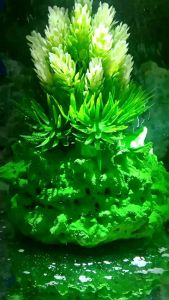 Dekorasi Aquarium dengan Gelembung Oksigen