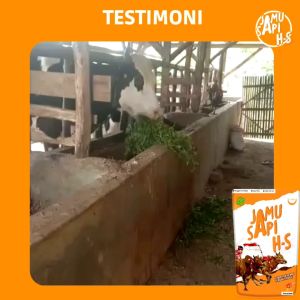 JAMU HS PENGGEMUK HEWAN SAPI KAMBING DOMBA KERBAU KUDA jamu PMK PENGGEMUK ALAMI