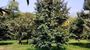 ปูมูม 1 ชุด ราคาประหยัด ขอแท้ พร้องส่ง ปูมูม คู่หูมหัศจรรย์, 1 ชุด