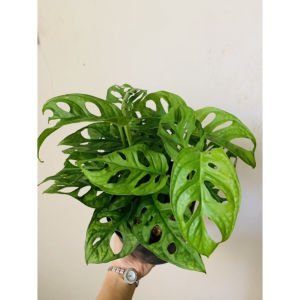 [FREESHIPMAX] Chậu trầu bà lỗ nhiều thân- Shop đồng hồ và cây cảnh