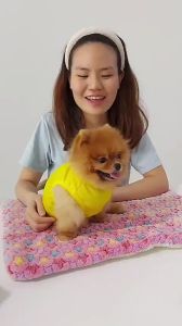MEOWOOF Baju Kucing Cat Clothes Dog Shirt Cat Shirt Dog Clothes Puppy Clothes Clothes Cat Tshirt 狗狗衣服 狗衣服 宠物衣服 猫咪衣服