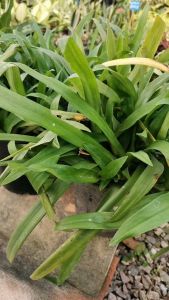 หญ้าปักกิ่ง1ชุด2ถุง