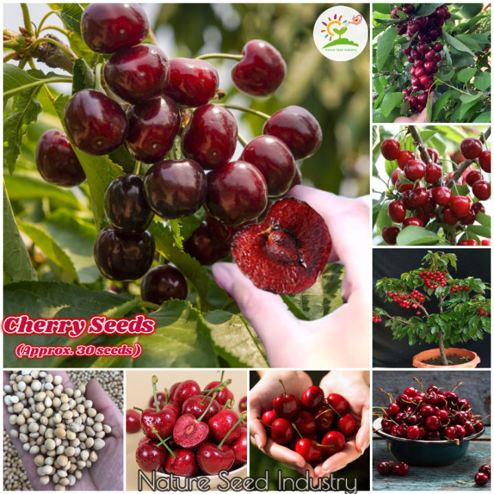 [Fast Germination] Sweet Cherry Seeds for Planting (30 seeds/pack, Easy
