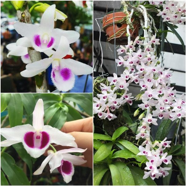 phi%20%C4%91i%E1%BB%87p(gi%E1%BA%A3%20h%E1%BA%A1c)%20t%C3%ADm%20h%C3%B2a%20b%C3%ACnh%20-%20Image%206