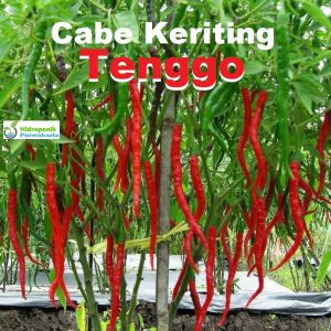 Benih Cabe Cabai Keriting Tenggo Isi 10 Gram Cap Tiga Daun Tipe Keriting Super