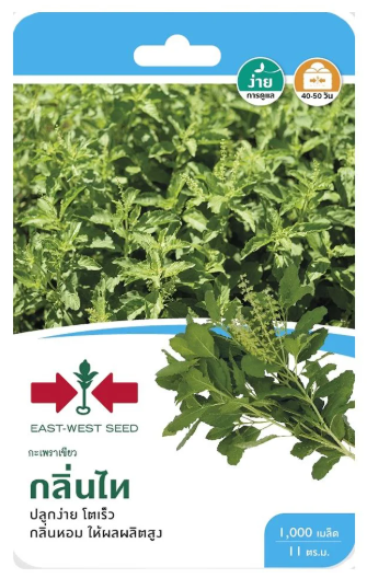เมล็ดพันธุ์กะเพราเขียว Holy Basil ตราศรแดง ปลูกง่าย