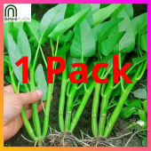 BinhiPLAZA™ - Kangkong Seeds for Planting Vegetable Plants (50 Seed) + Instructions for Ling-Ling Water Spinach F1