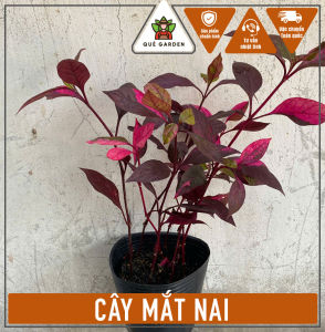 Cây Mắt Nai - Tổng thể tầm 20-30 cm - Chịu nắng tốt cho cảnh quan!
