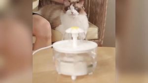 USB Cat Water Fountain Automatic Electric Cat Water Dispenser Flower Water Feeder