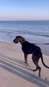 PetSafe Gentle Leader No-Pull Head Collar for Dogs Dog Head Collar - The Ultimate Solution to Pulling Padded Nose Loop Quick-Snap Neck Strap Dog Halter Large - Black