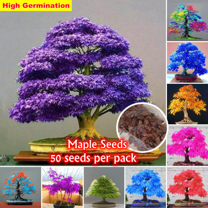 100% Original Japanese Maple Seeds for Planting (50pcs/ Bag) Bonsai Maple  Tree Golden Maple Seeds Triangle