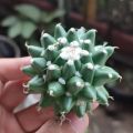 Kaktus mammillaria erusamu import. 