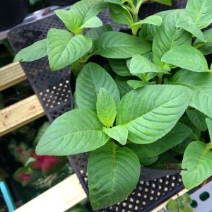 Chậu cây Quế Vị cây khỏe cây gia vị thảo dược đuổi muỗi giá rẻ Giao hàng nhanh (Chậu nhựa đường kính 15cm)