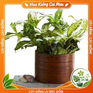 Cây Kiểng Lá Trúc Đốm - Cây Cảnh Đẹp Sang Trọng Dễ Trồng Trang Trí Nhà Cửa Ban Công Sân Vườn Văn Phòng