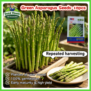 100% Legit High Germination 10pcs High Yield Green Asparagus Seeds for Planting Vegetables Fresh F1 Asparagus Seeds Bonsai Asparagus Seedlings Balcony Asparagus Vegetables Seeds for Gardening Asparagus Live Plant Indoor and Outdoor Vegetable Planting