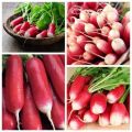 Hạt Giống Củ Cải Đỏ Dài mini dể trồng-gói 5gram(tặng kèm phân bón). 