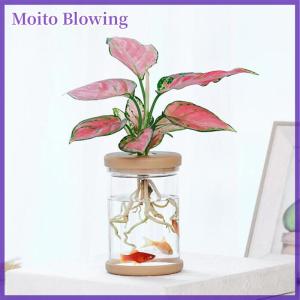 Moito ขี้เกียจโปร่งใสกระถาง hydroponic ดูดซึมน้ำอัตโนมัติ