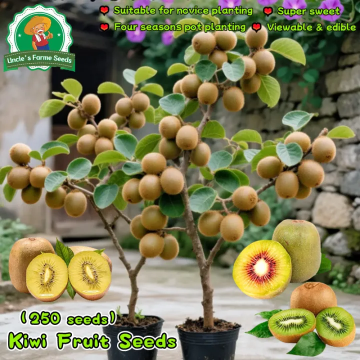 100% Authentic 250pcs High Yield Kiwi Seeds for Planting Fruits Actinidia  Fruit Seed Bonsai Kiwi Fruit