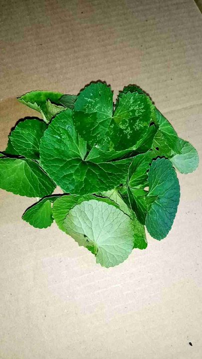 Daun pegagan segar tanpa batang/daun pegagan/centella asiantica/daun antanan segar 200 gram