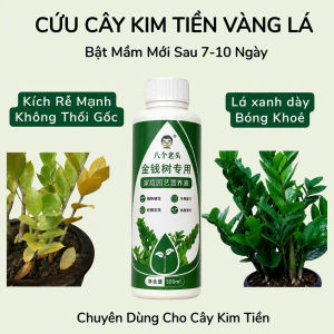 Combo Chăm Sóc Cây Kim Tiền – Chống Vàng Lá Kích Rễ Mạnh Bật Chồi Nhanh - Phân Bón Cho Cây Phong Thủy Hút Tài Lộc