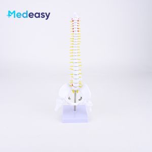 45CM medical vertical spine with pelvis and femurmedical spine model