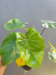 HOT เสน่ห์จันทร์บุษราคัมด่าง พร้อมส่ง กระถาง 6 นิ้ว ด่างสวย #ไม้ด่าง #บุษราคัม #เสน่ห์จันทร์บุษราคัม