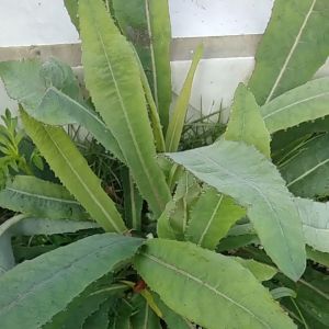 Daun Tempuyung Segar untuk Meluluhkan Batu Ginjal & Harga 20000