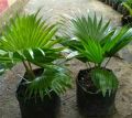 Tanaman Hias Palem Bintang -  Palm Sadeng - pohon hias hidup. 