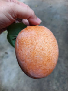 1 Trái lồng mứt giả - trái cây giả - TUYET XUAN SHOP