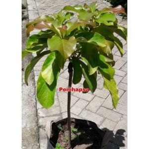 Bibit Alpukat Yellow Vietnam Super Okulasi