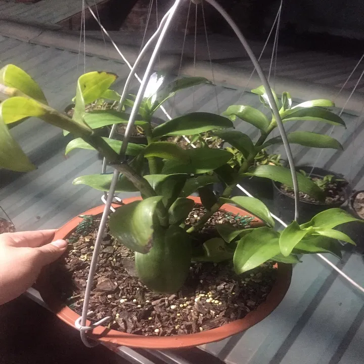 Phi%20%C4%91i%E1%BB%87p%205CT%20Th%E1%BB%B1c%20H%C3%A0,%20hoa%20c%E1%BB%B1c%20%C4%91%E1%BA%B9p,%20tr%E1%BA%AFng%20tinh%20khi%E1%BA%BFt,%20t%C3%A1ch%20ki%20th%C3%A2n%20m%E1%BA%B9%20gi%C3%A1%20r%E1%BA%BB%20-%20Image%206