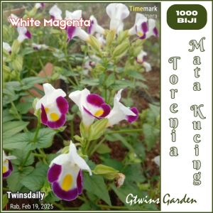 GG| 1000 Benih Bunga Torenia Warna White Magenta - 500 Biji