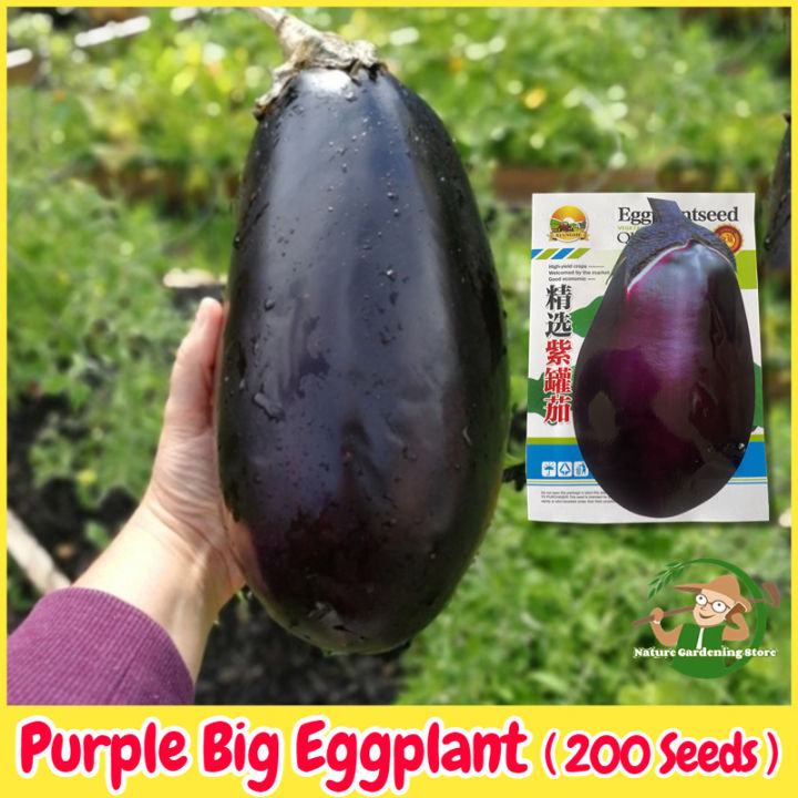 เมล็ดพันธุ์มะเขือม่วงยักษ์ F1 ลูกใหญ่ ปลูกได้ตลอดปี