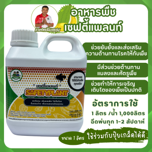 อาหารพืช เซฟตี้แพลนท์ Safety Plant กระตุ้นการแตกใบอ่อน ช่วยให้ใบเขียวเข้ม ดำ มันวาว สำหรับต้นทุเรียน #ต้นทุเรียน โดยคุณโรจน์ เกษตรรับทราบ