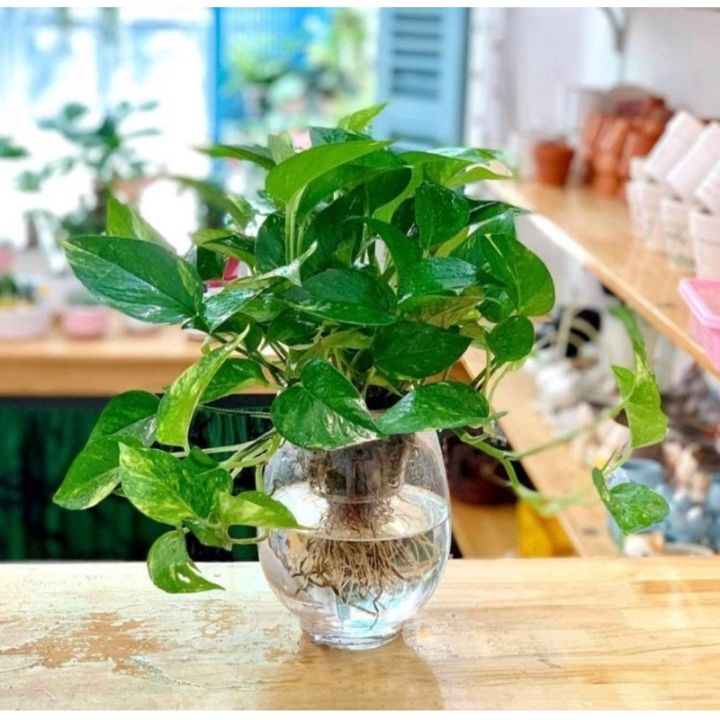 Cây trầu bà trồng thuỷ sinh được | Lazada.vn