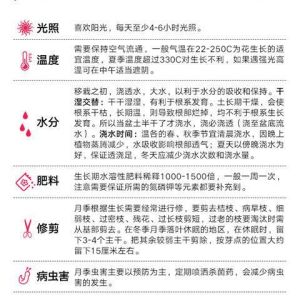 【6944次回购】四季开灌木大苗月季特大花浓香阳台庭院花卉植物盆栽蔷薇玫瑰花苗