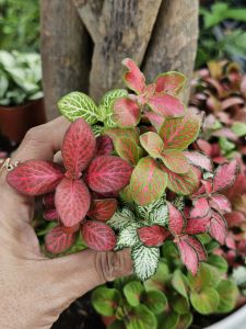 Cây cẩm nhung Fittonia lá may mắn có nhiều màu chọn lựa thích hợp trồng để bàn nhỏ xinh siêu cute