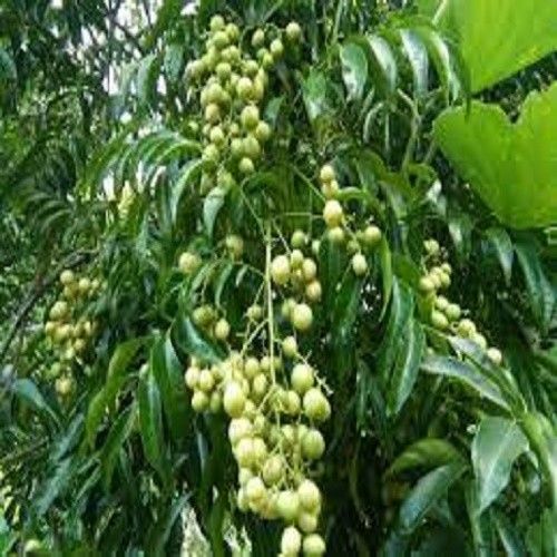 C%C3%82Y%20M%E1%BA%AEC%20M%E1%BA%ACT%20GI%E1%BB%90NG%20(C%C3%82Y%20M%C3%93C%20M%E1%BA%ACT)%20-%20Image%204