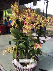HOA LAN THỎ NÂU