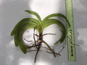 Lan rừng mỹ dung dạ hương hoa thơm cây lá xếp hướng lá chỉ thiên dễ chăm sóc