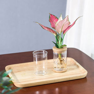 baoda Christmas Gift Lazy Transparent Flowerpot Hydroponic Automatic Water Absorption Flowerpot