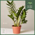 Cây kim tiền (cao 20 - 30cm), cây cảnh phong thủy trồng trong nhà trang trí nhà cửa, mini để bàn Colorland Garden.. 
