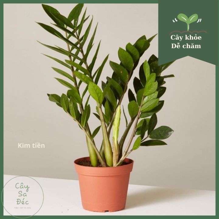 Cây kim tiền (cao 20 - 30cm), cây cảnh phong thủy trồng trong nhà trang trí nhà cửa, mini để bàn Colorland Garden.