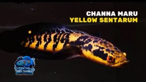 Channa Yellow Sentarum 3 Inch