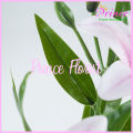 Bunga Lily Latex Cabang 3 Bunga lili Palsu Bahan Lateks Artificial Real Touch Silk Flower Tiger Lilies Hiasan Hotel Bucket Rumah Cafe dan Dekorasi Pelaminan Berkualitas Import Premium Murah. 