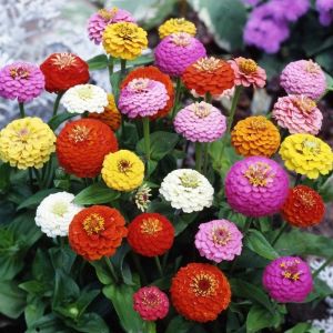 High Quality Zinnia Flower Seeds (Mixed Color/100 Seeds)Easy To Grow Flowers 99% Germination