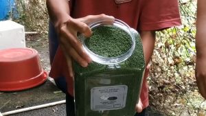 Pakan Pelet Ikan Koi [SPIRULINA]  Ekstrak BAWANG HITAM Black Garlic Daya Tahan Ikan [TOPLES 16 kg & REFILL 1KG] IKANESIA