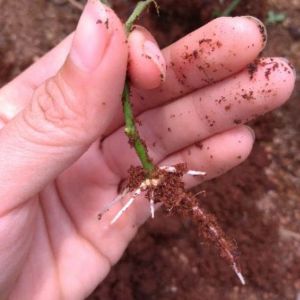 Combo 5 Gói Kích Rễ PRP Trung Giúp Cây Ra Rễ Cực Mạnh Hồi Phục Phát Triển Bộ Rễ và Bật mầm