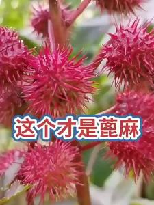 Ornamental Red Castor Seeds Castor Seeds Castor Seeds Castor Oil Seeds Potted Plants Spring Sowing Plants Flowers