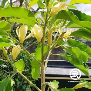 Bibit Bunga Kantil Kuning/Cempaka Simbang Kuning